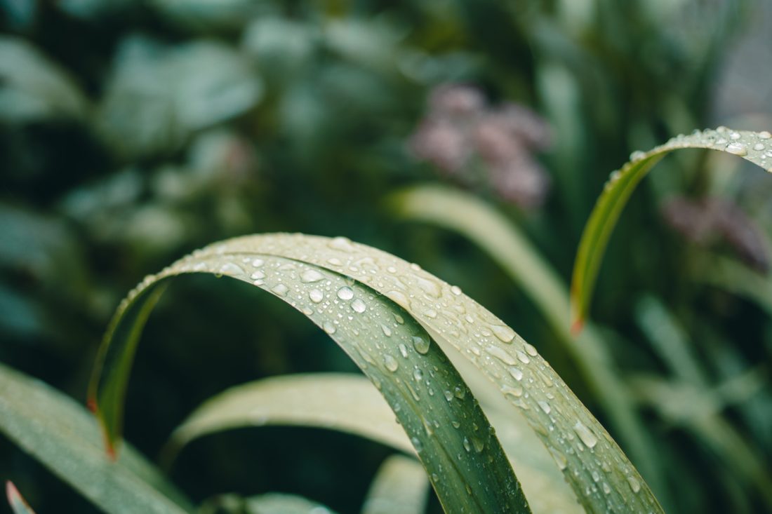 Plants Water Droplets