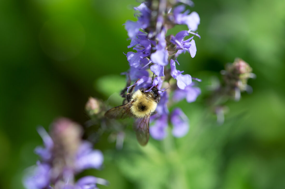 Flower Bee Macro