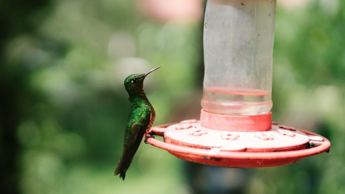 Hummingbird Animal Wildlife