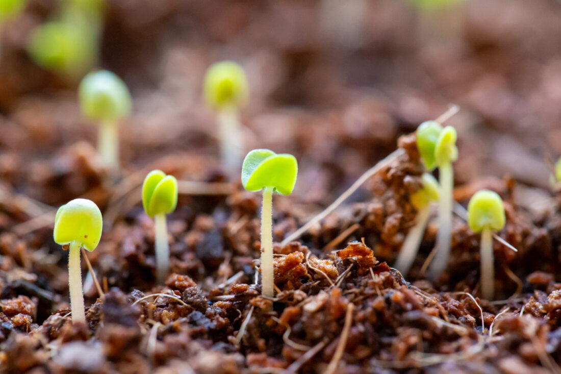 Seedings Growing Soil