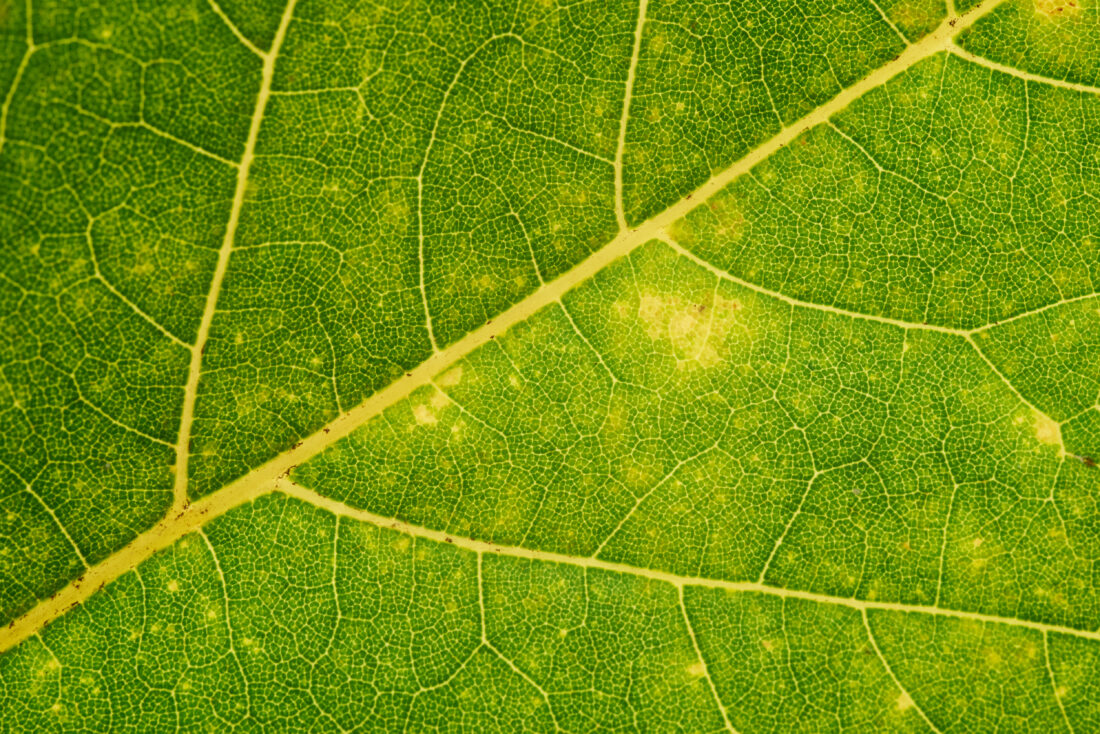 Leaf Background Green