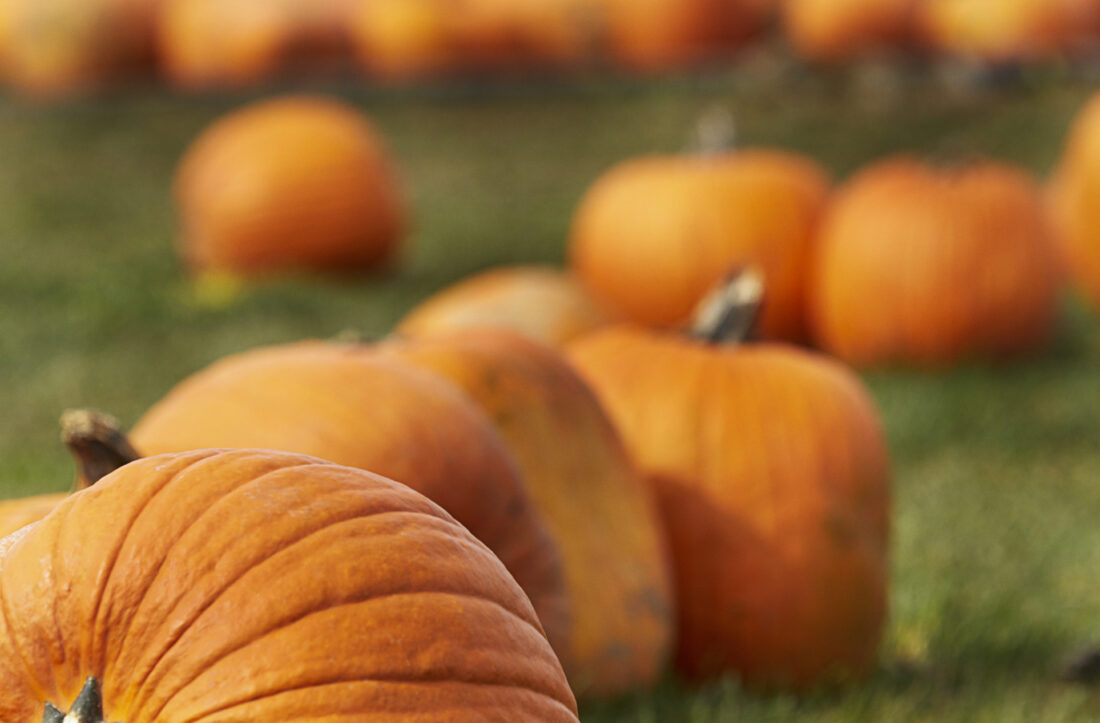 Fall Pumpkins Background