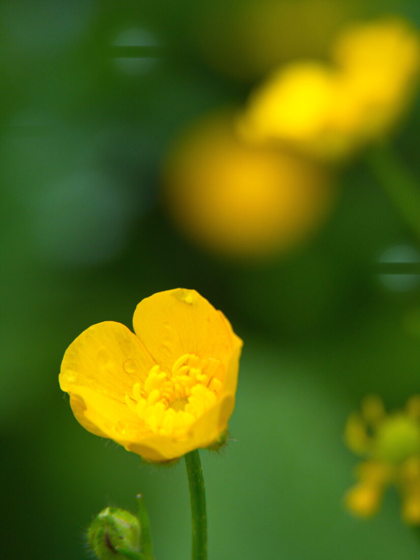 Flower Spring Yellow