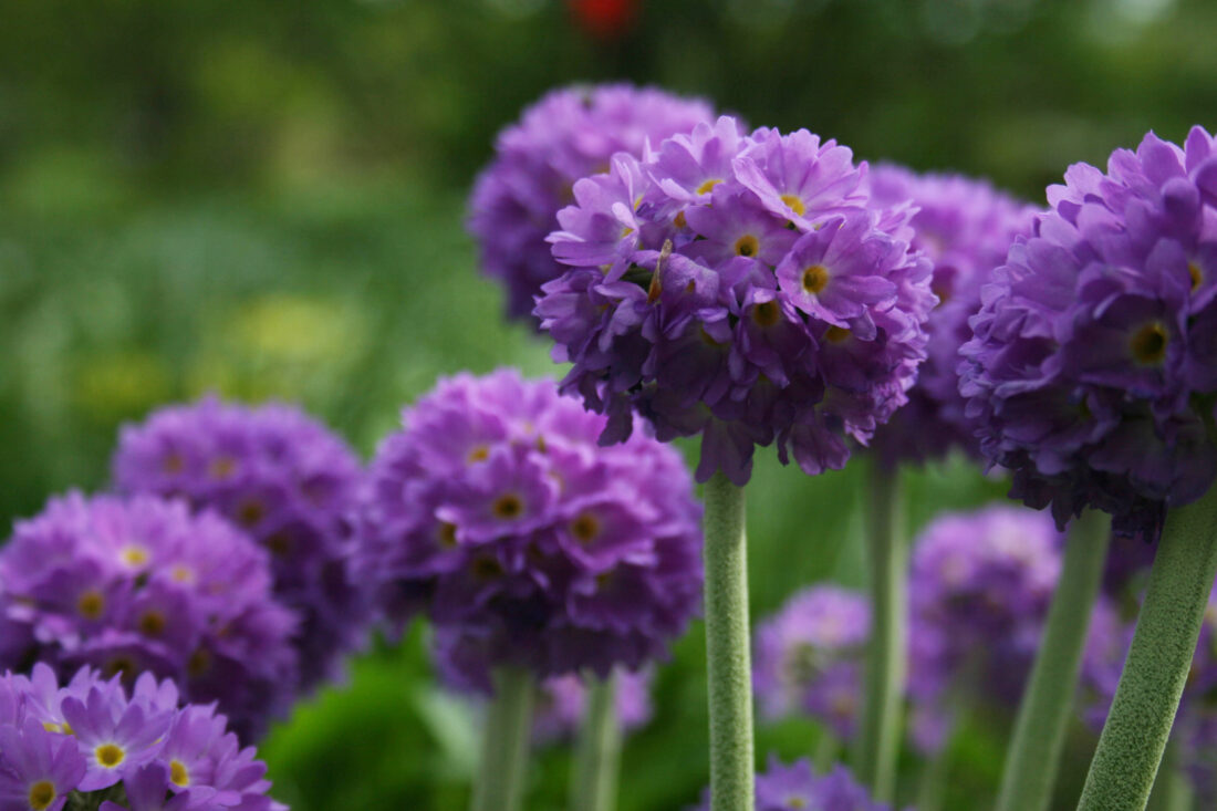 Purple Flower Bloom