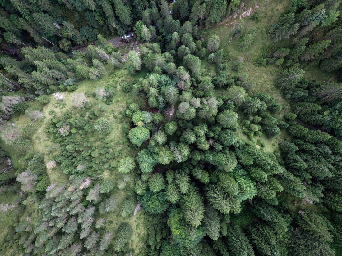 Aerial Forest Trees