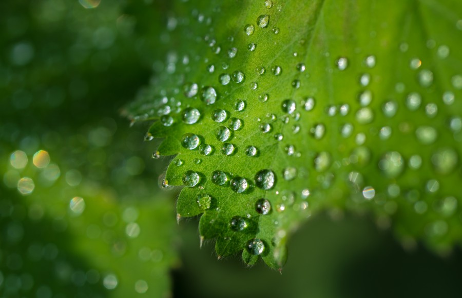 Water drops on leafs