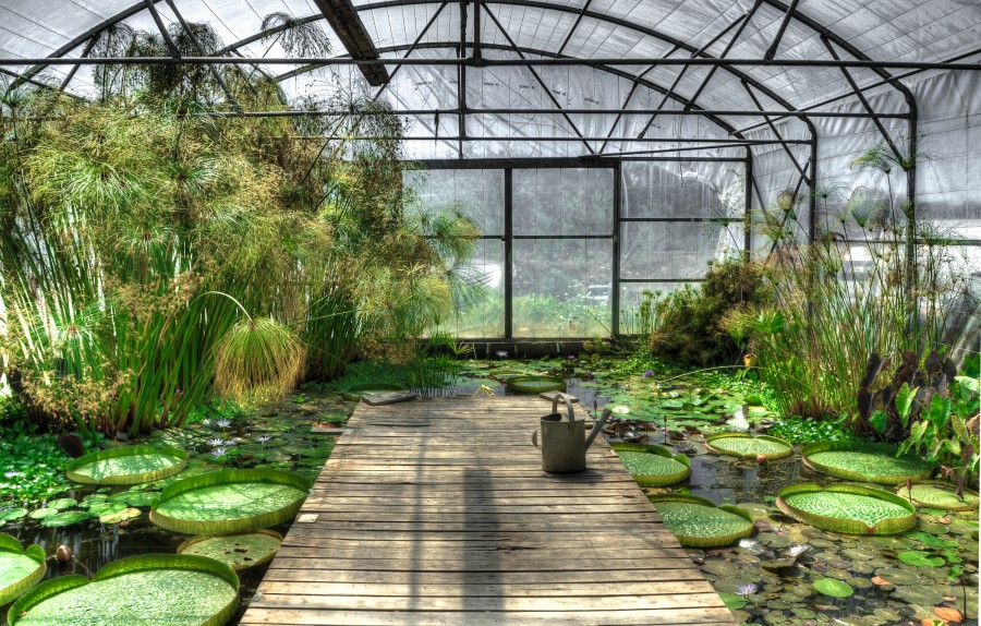 Lotus greenhouse