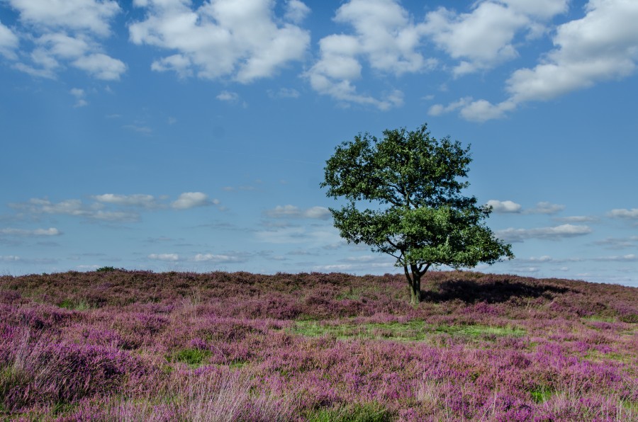 Purple moorland