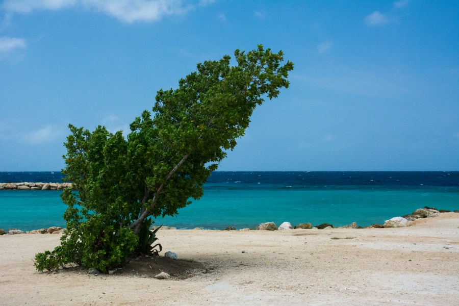 Tree at a beach
