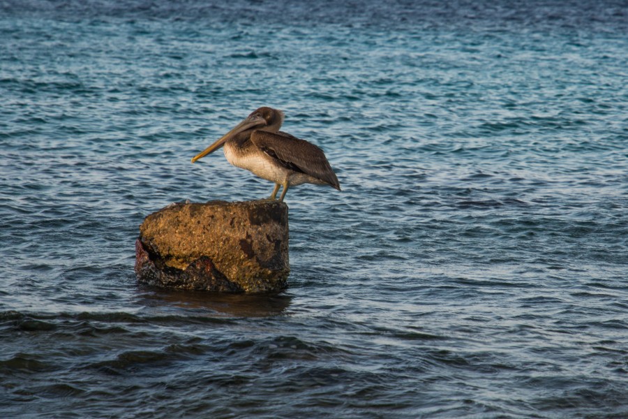 Pelican on a rock