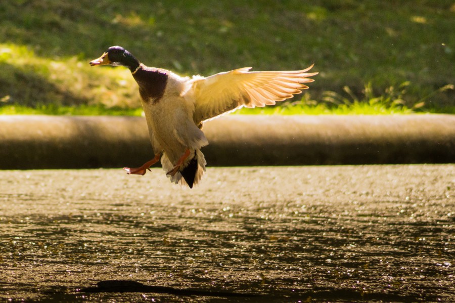 Landing duck