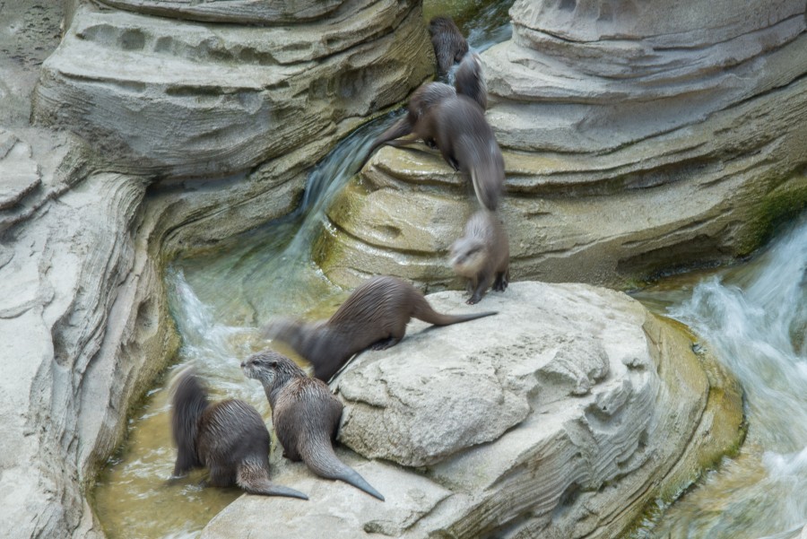Otters on the move
