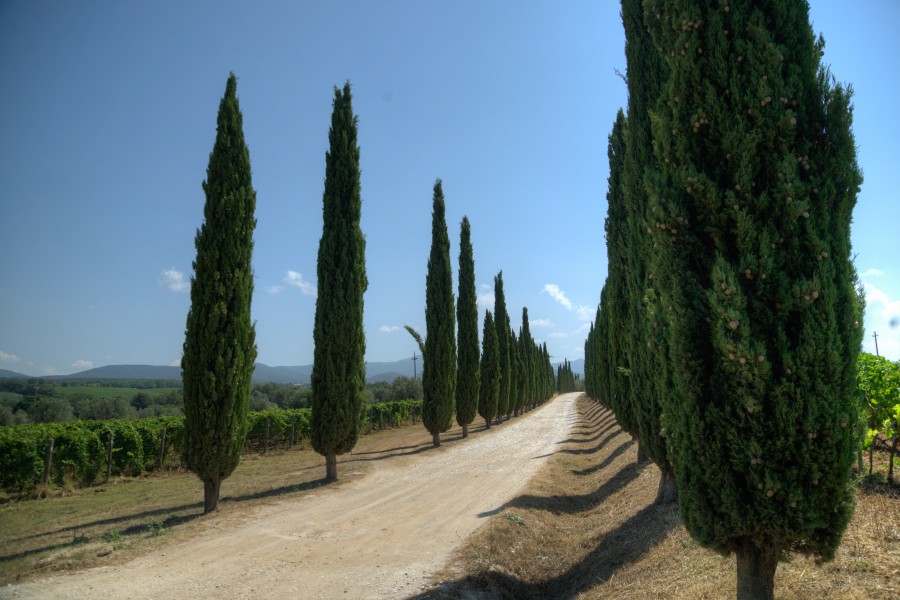 Tuscan road
