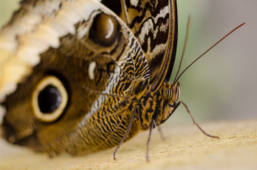 Butterfly close up