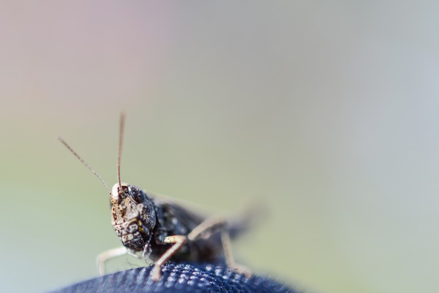 Grasshopper in macro