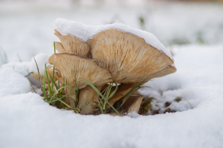 Mushrooms covered in snow