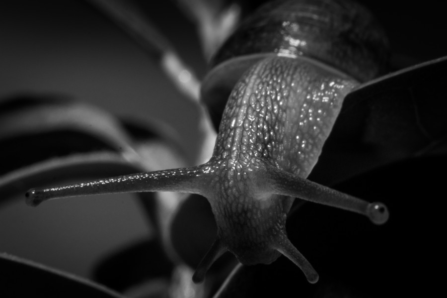 Snail in Black and White