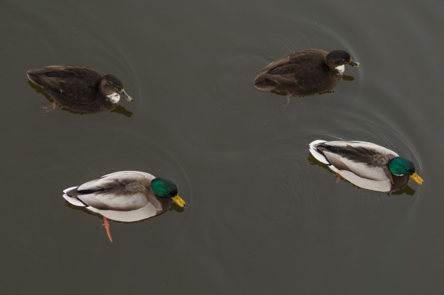 Duck symmetry