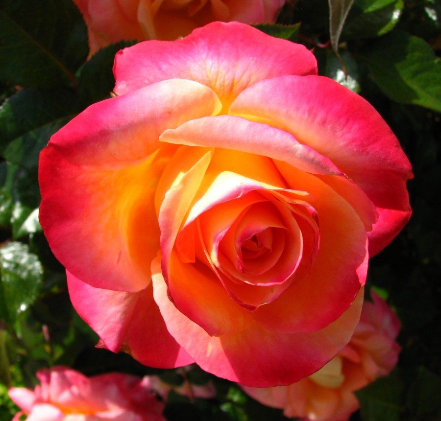 pink-orange-yellow rose