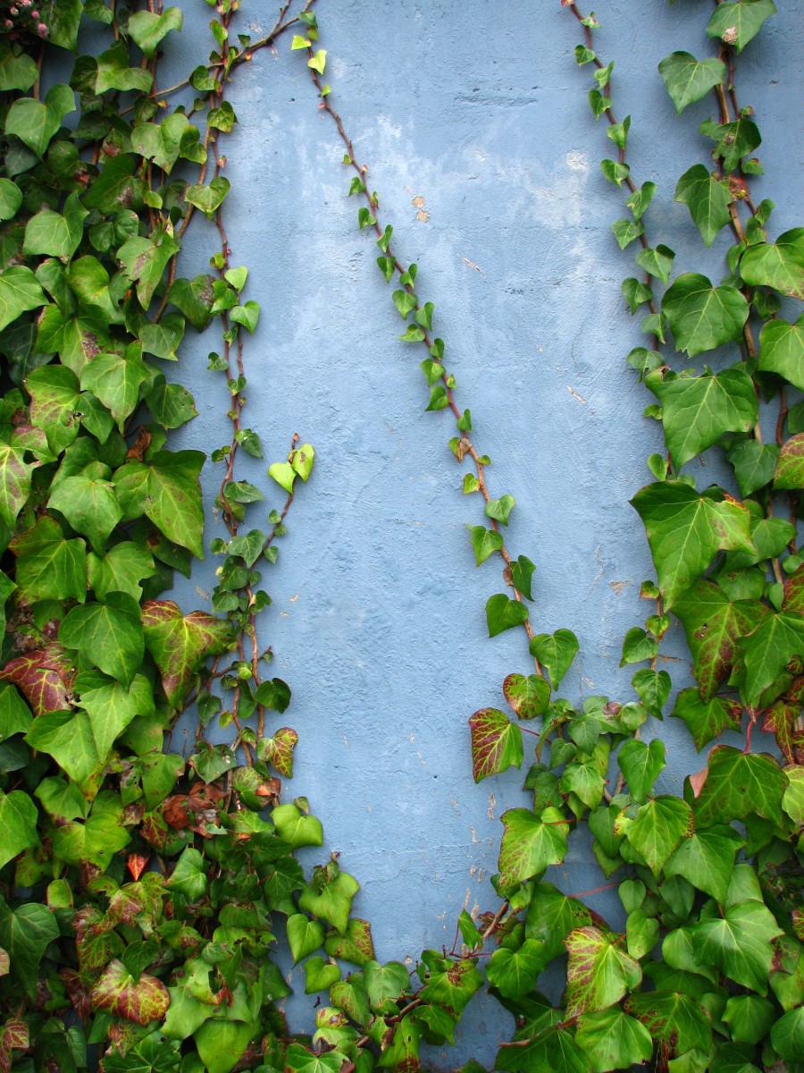 ivy on blue wall