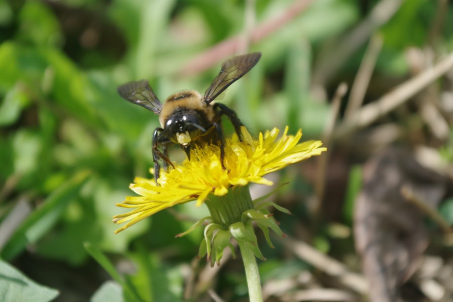 Carpenter Bee on Yellow Flower
