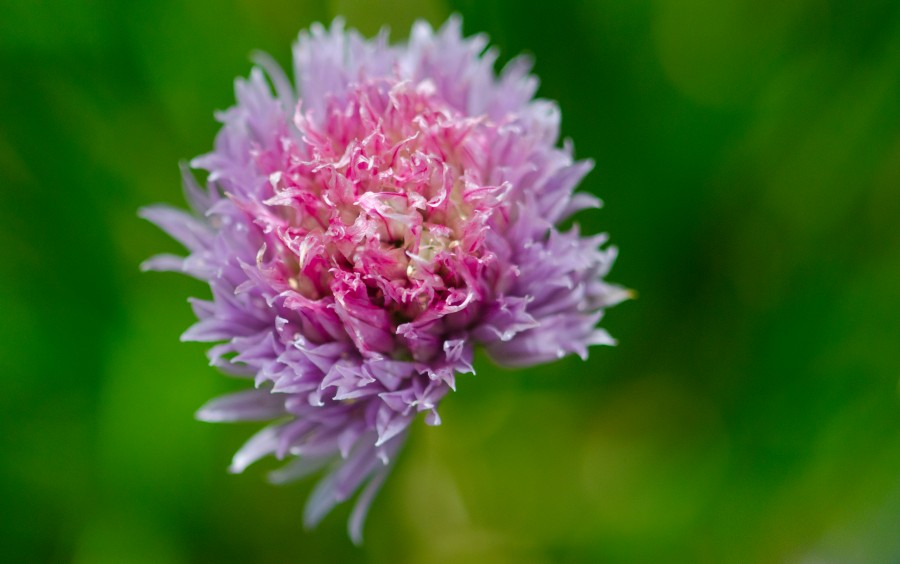 Chives bloom