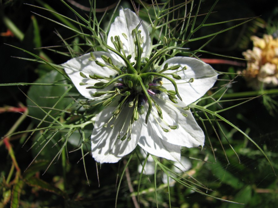 white spider-flower