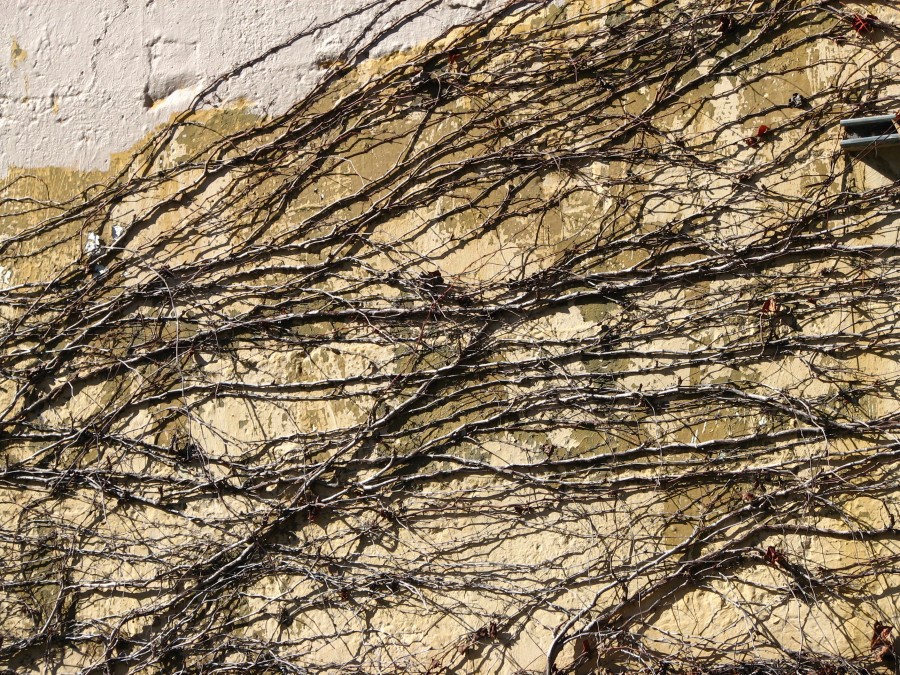 bare vines on wall