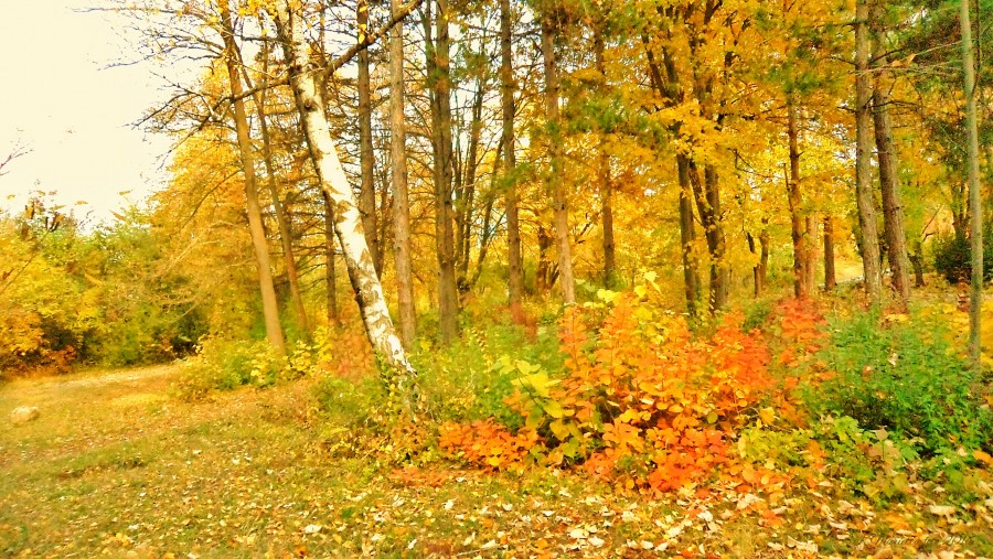 Golden autumn in the Park