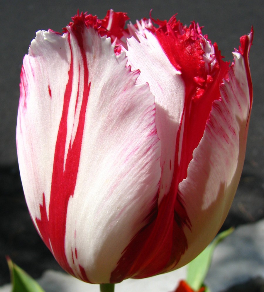 red-and-white fringed tulip 1