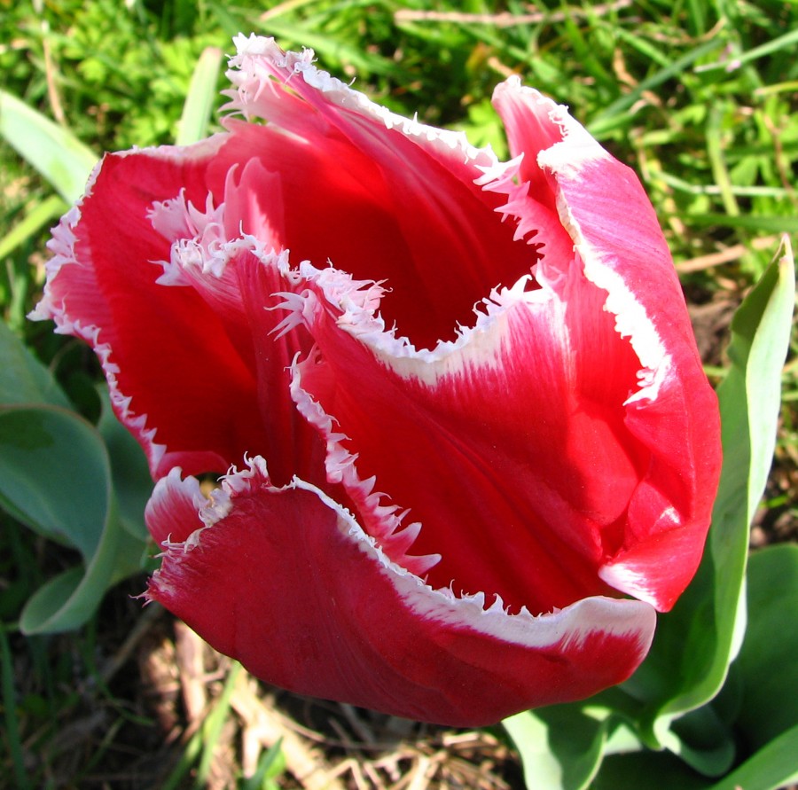 red-and-white fringed tulip 2