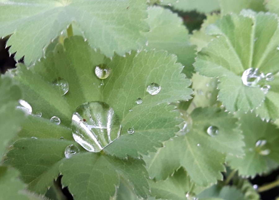 water drops on lady's mantle