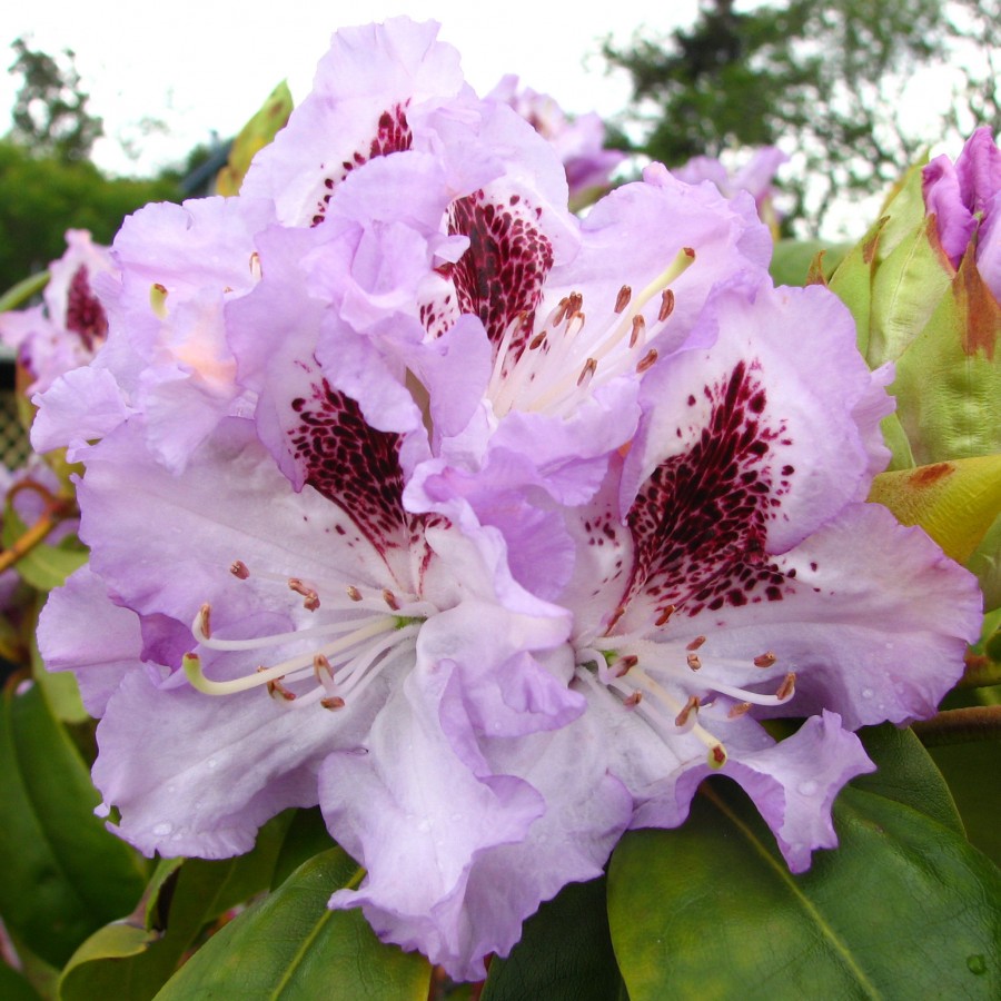 lavender rhododendron
