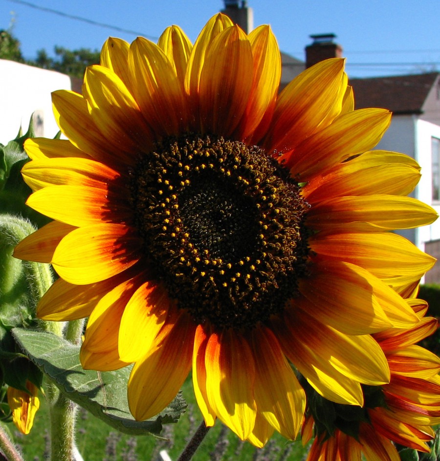 red-and-yellow sunflower