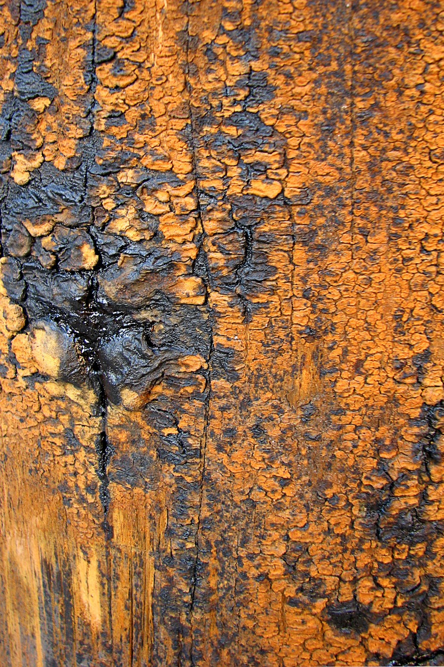 gray and orange bark