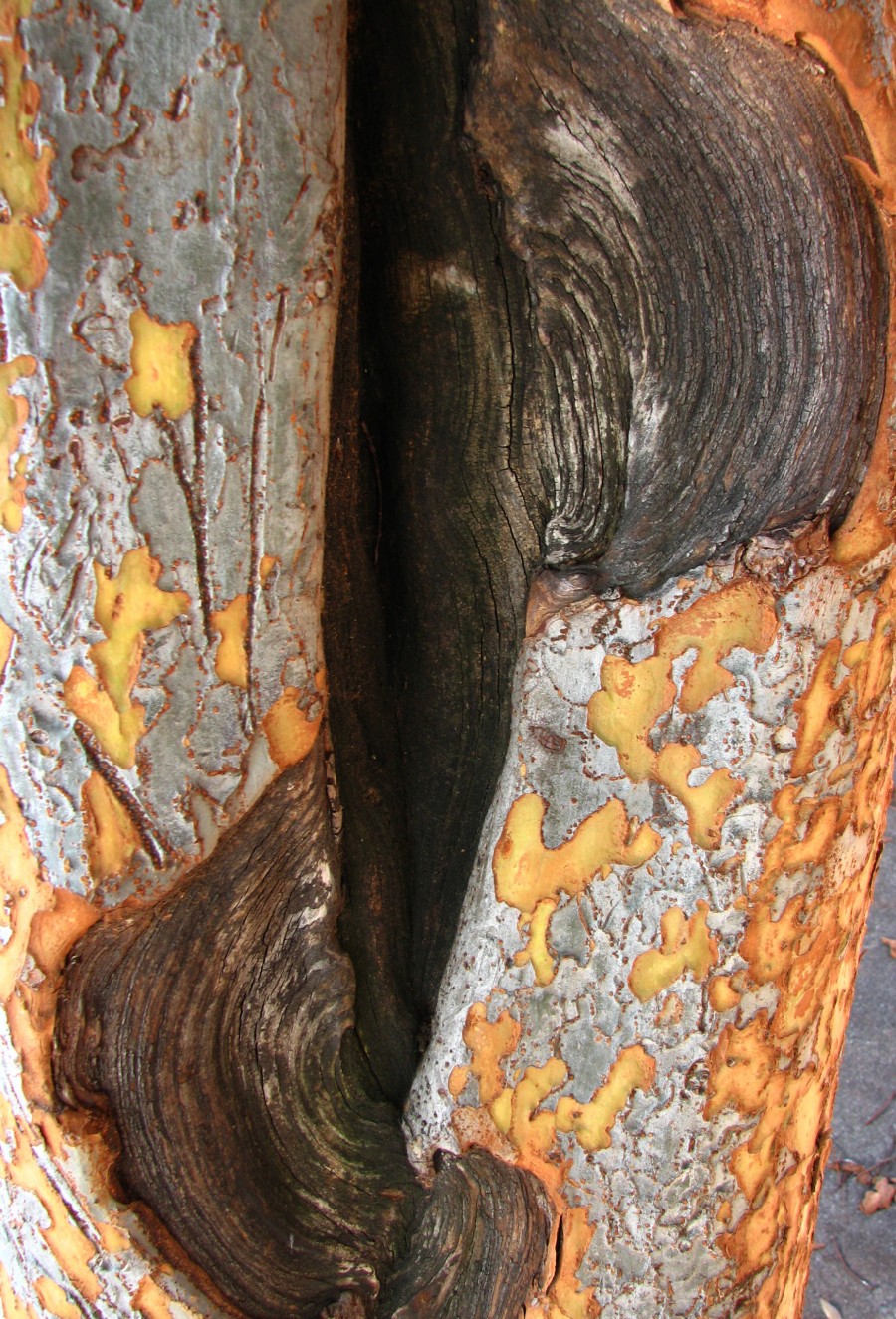 bark texture with curves