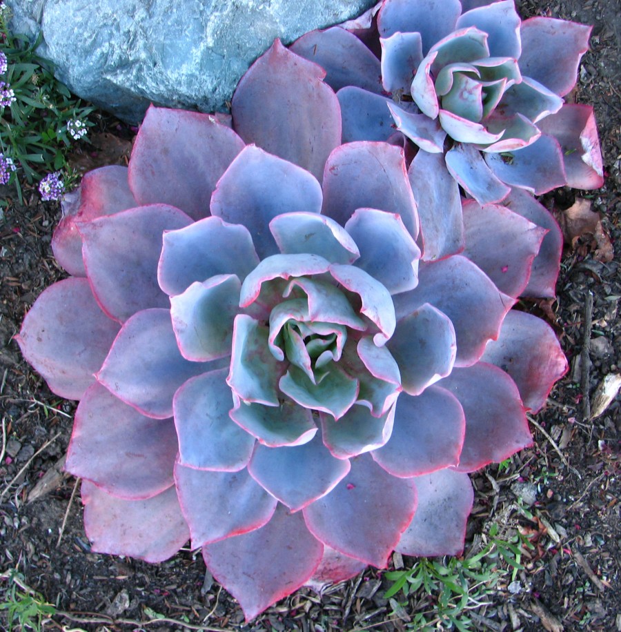 pink-and-blue round succulents