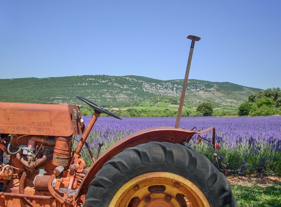 Tractor in lavender field