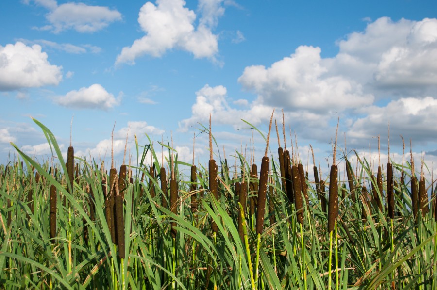 Waving reeds