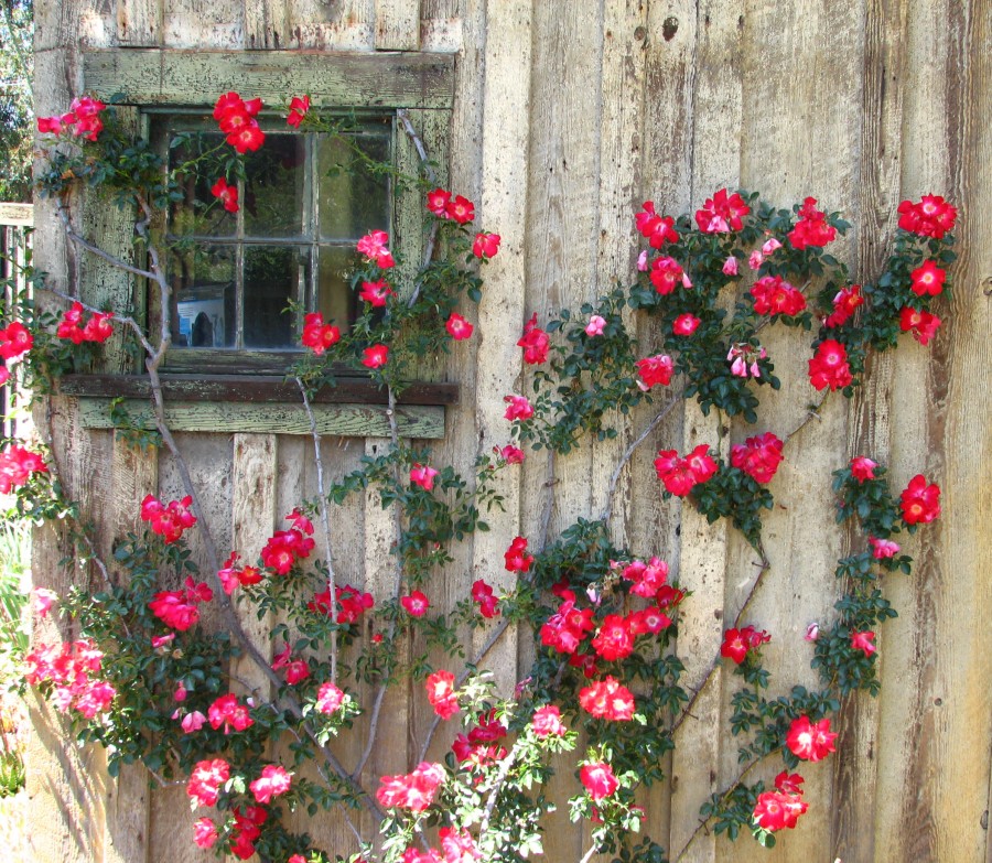 window and wall with climbing roses