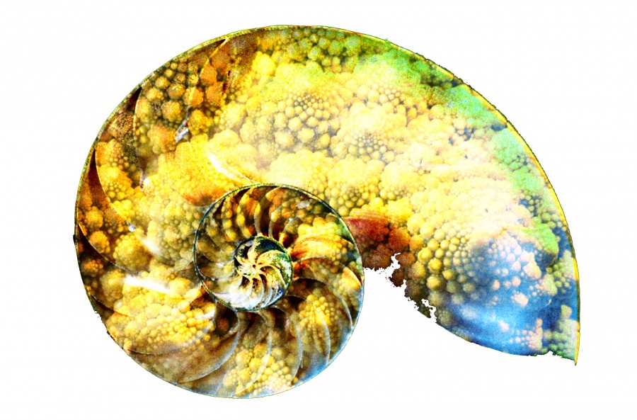 nautilus slice with broccaflower