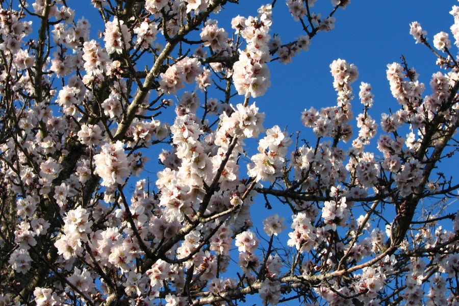 white fruit tree blossoms 1