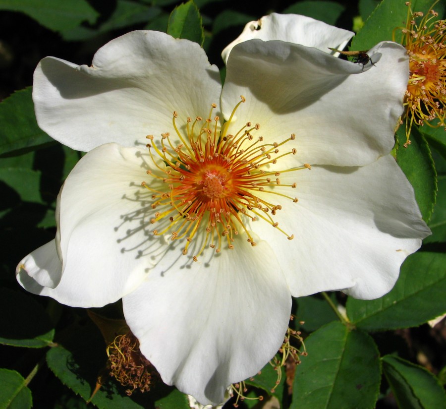 white wild rose