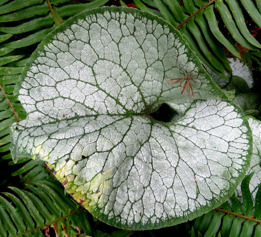 green-and-white leaf