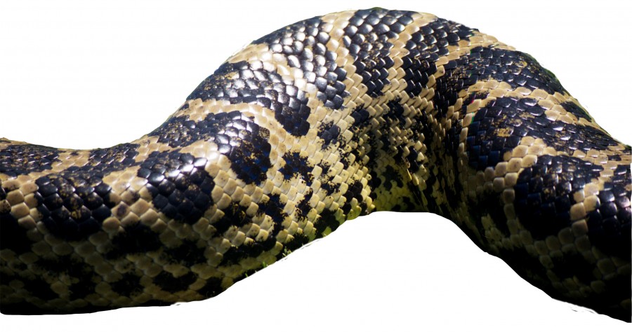snakeskin