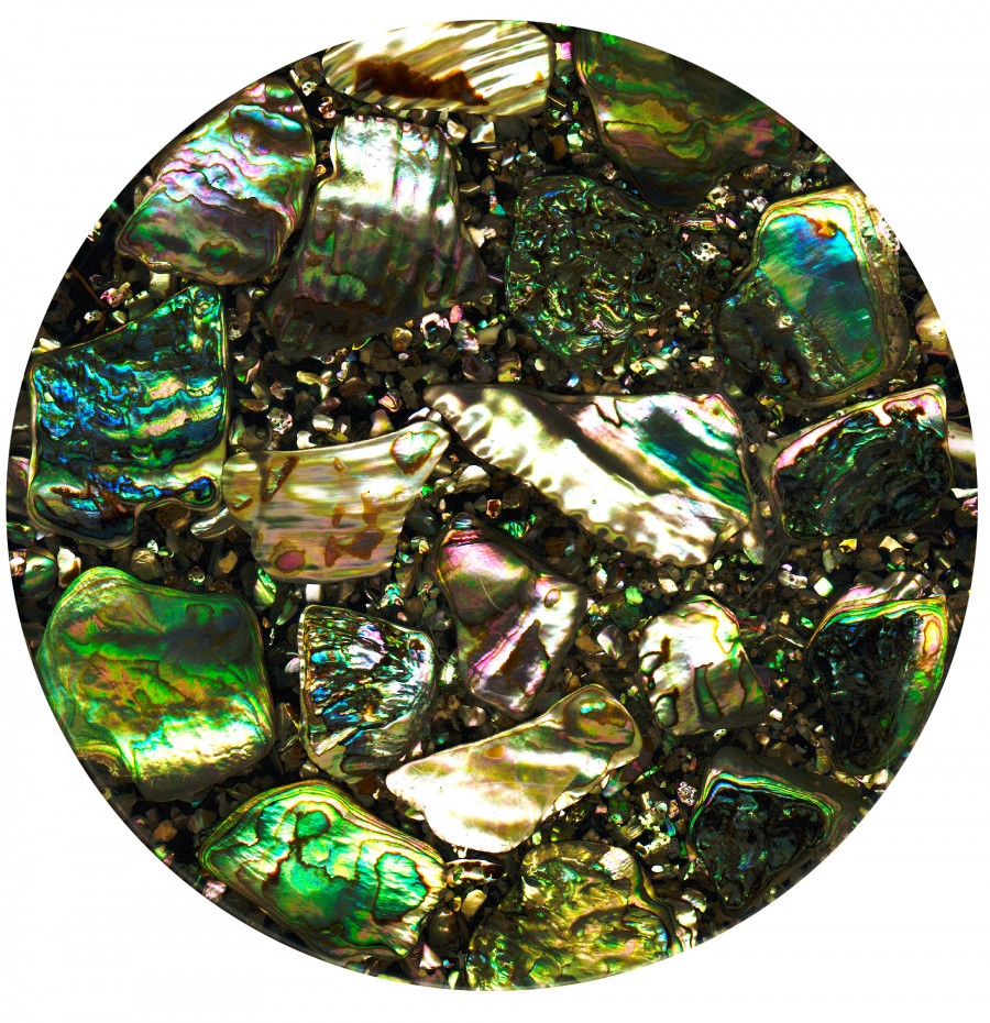 abalone shell closeup