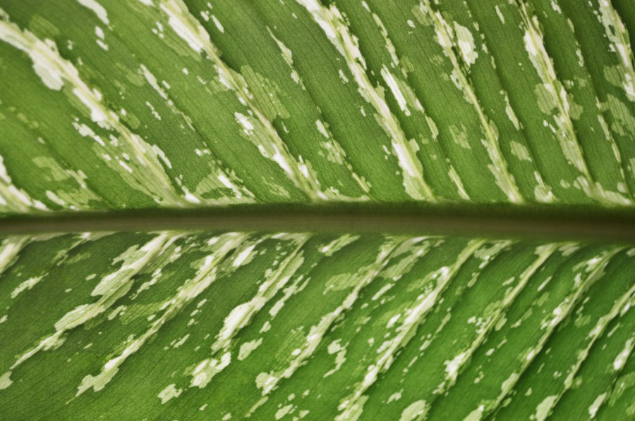 Leaf close up
