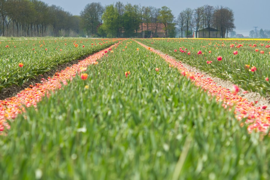 Mowed field of tulips