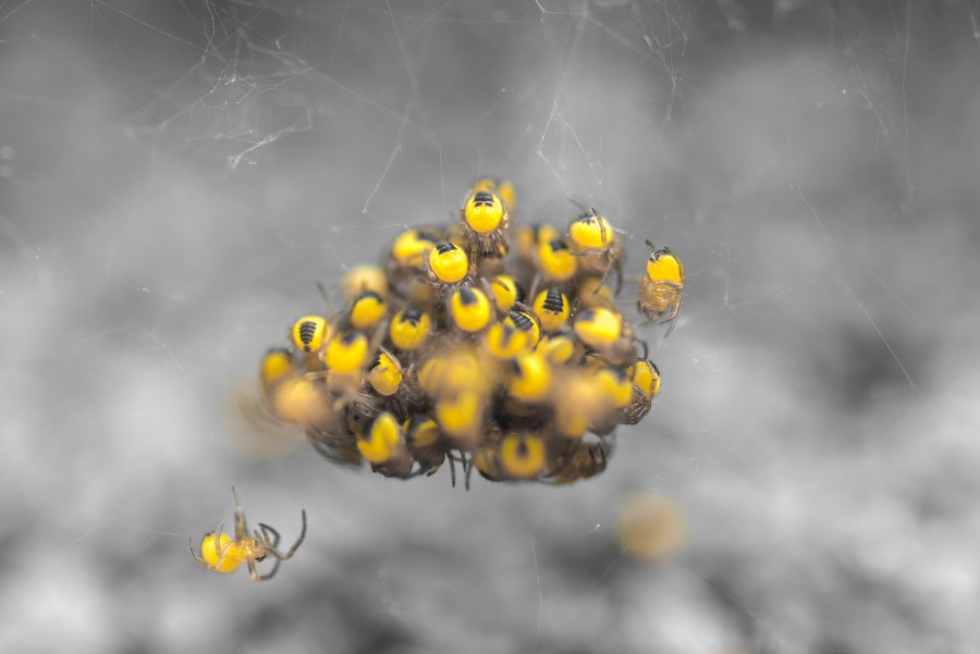 Yellow spiders