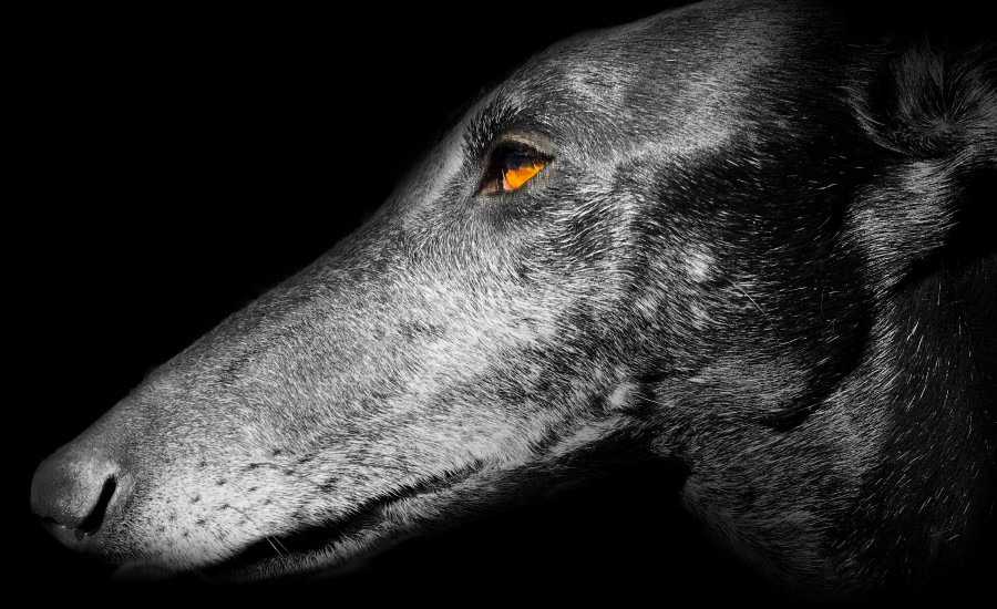 Galgo Espaniol Greyhound